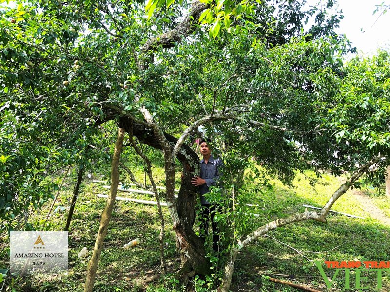 Mận tam hoa Bắc Hà - Vị và cấu trúc thịt quả