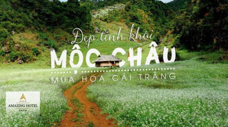 Sapa hay Mộc Châu - Mộc Châu: mặt bằng rộng và màu xanh trải dài