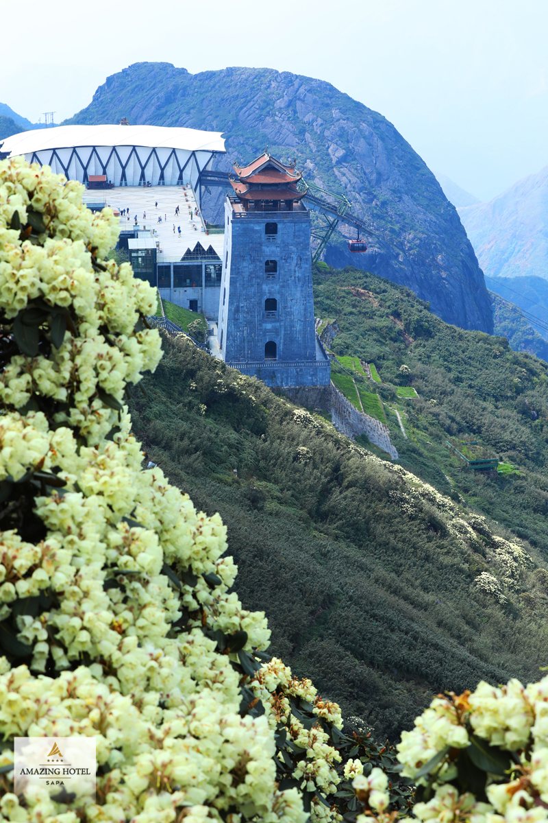 Sapa mùa hoa đỗ quyên - Sapa mùa hoa đỗ quyên nở ở đâu, và tại sao bạn không thấy hoa ở thị trấn