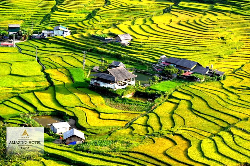 Sapa mùa lúa chín - Mốc dao động theo từng năm