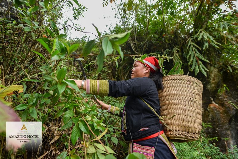 Tắm lá thuốc người Dao đỏ - Một tập quán của cộng đồng, trước khi là một dịch vụ